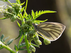 WandelingInsecten_B