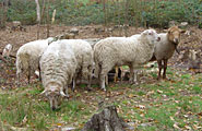 Schapen185